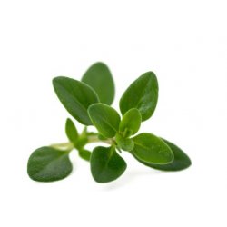 Krydderurter Oregano