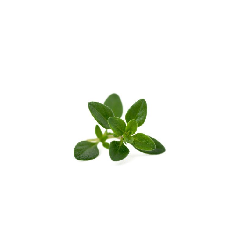 Krydderurter Potte Oregano