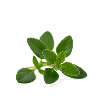 Krydderurter Oregano