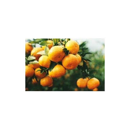 Klementiner