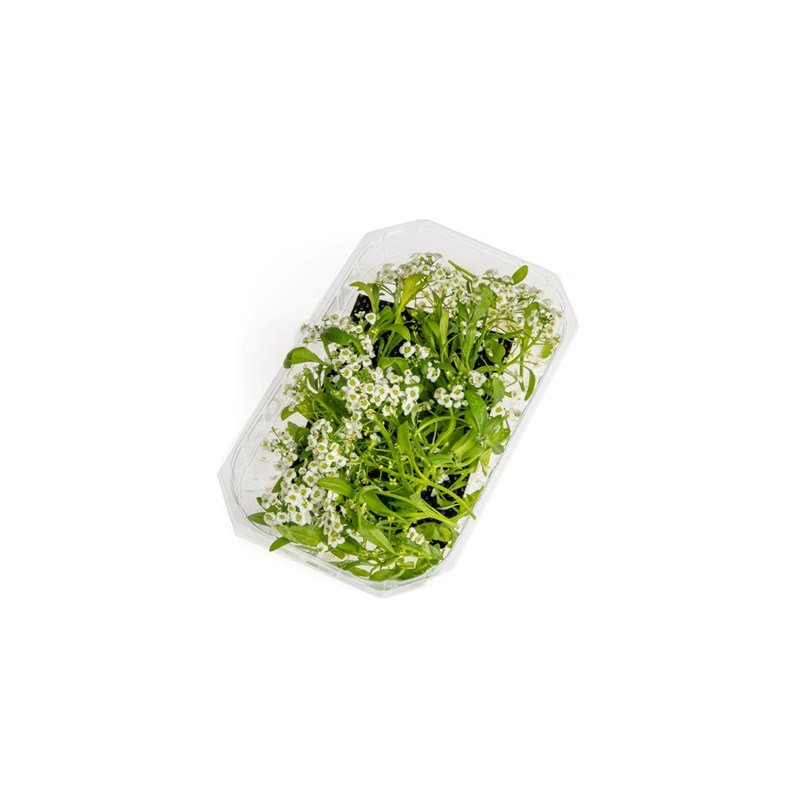 Spiselige Blomster Alysum Hvit