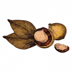 Macadamia Økologiske Nøtteblanderen