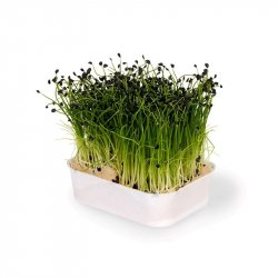 Karse Hvitløk (Rock Chives)