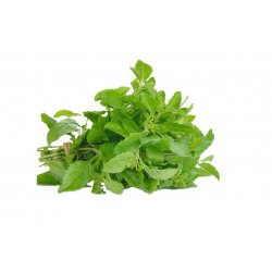 Holy Basil Krapao So Fresh