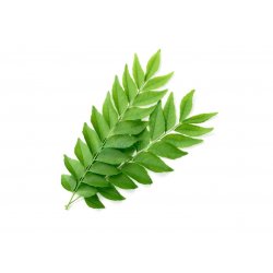 Curry Leaves So Fresh