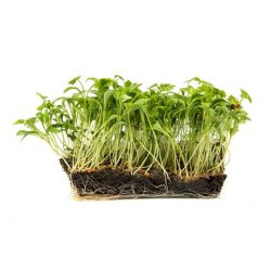 Karse Reddik Chili