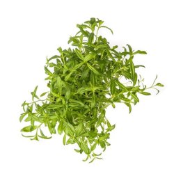 URT FRANSK ESTRAGON BUNT 100 GR